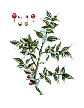 Ruscus aculeatus, Stacheliger M&auml;usedorn, Stechender M&auml;usedorn, Naturmedizin, Heilpflanze