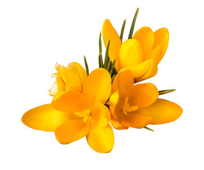 Isolierter gelber Krokus mit drei Bl&uuml;ten.