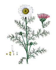 Rhododendron chrysanthemum, Gelbblühender Rhododendron, Naturmedizin, Heilpflanze