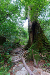 View of primeval cedar forests in Yakushima island, Japan