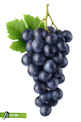 Vector realistic illustration of a bunch of grapes on a white background.