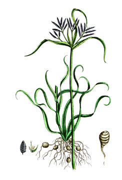 Cyperus rotundus, Knolliges Zypergras, Heilpflanze, medizinische Verwendung in der Naturheilkunde