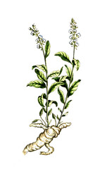 Polygala senega, Klapperschlangenwurze, Senegawurzel, Heilpflanze, medizinische Verwendung in der Naturheilkunde