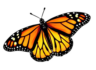 Obraz premium Monarch Butterfly Illustration, Orange & Black Wings, Transparent Background