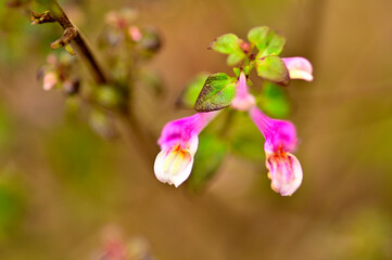御坂山地の鬼ヶ岳　ミヤマママコナ
