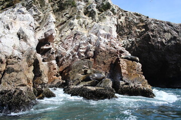 Otaries sur un rocher Îles Ballestas Voyage au Pérou Archipel Pisco Océan Pacifique Paysage Panorama