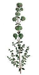 Thymus mastichina, Pflanzenart aus der Gattung der Thymiane, Heilpflanze, medizinische Verwendung in der Naturheilkunde