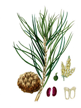 Pinus pinea, Pinie, Heilpflanze, Naturheilkunde