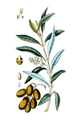 Olea euroaea, Olive, Olivenbaum