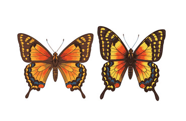 Fototapeta premium Graceful butterfly movements captured in artistic transformation