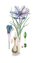 Crocus sativus, Safran © Bildagentur-o