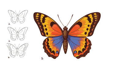 Fototapeta premium Butterfly evolution from outline to bright colorful beauty
