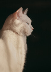portrait of a white cat on a dark background
