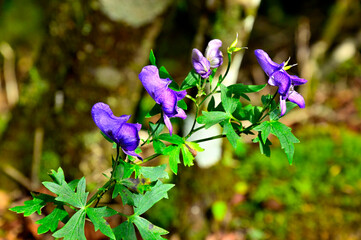 Fototapete bei efototapeten.de bestellen   