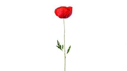a single flower in a vase against a on a transparent background, PNG image, PNG file, Generative art.
