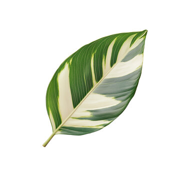 recommend clip art: Cut out image, green and white leaf isolated on transparent background. Tropical leaf.