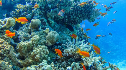 Egypt | Red Sea | Scuba Diving