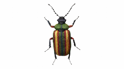 a colorful beetle , 3d picture on a transparent background, PNG image, PNG file, Generative art.