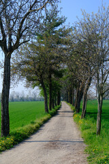 Country landscape along the canal of Martesana, Milan, Italy