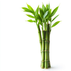 Fototapeta premium Bamboo plant with green leaves arranged in a bunch isolated on white background