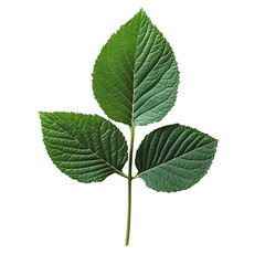 Fototapeta premium Green leaf isolated on transparent background. Spring tree leaf. Cut out image. Rosehip or raspberry leaf.