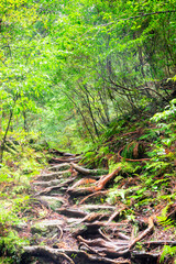 View of primeval cedar forests in Yakushima island, Japan