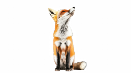a red fox standing on a transparent background, PNG image, PNG file, Generative art.