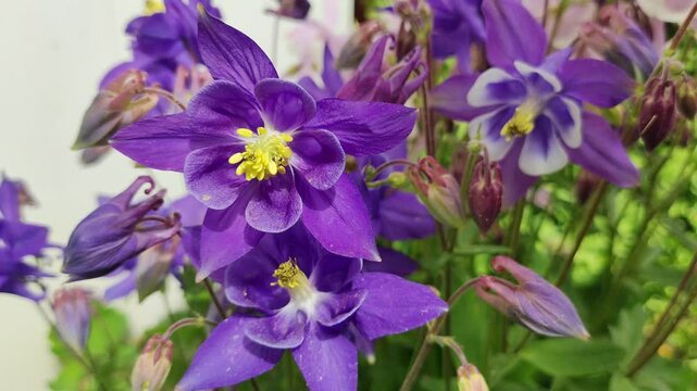 bell flowers. Close-up of bluebells in Epping Forest. Natural background. blue and purple bell flowers.