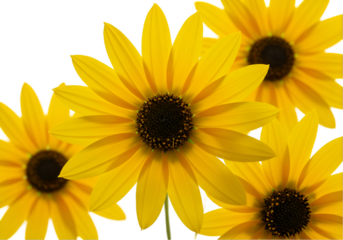 sunflowers on white background