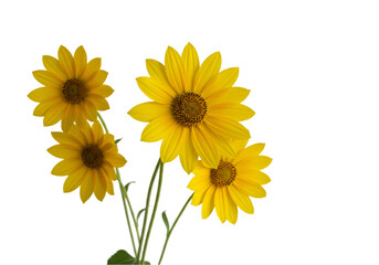 sunflowers on white background