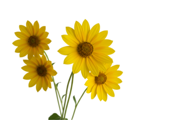 sunflowers on white background