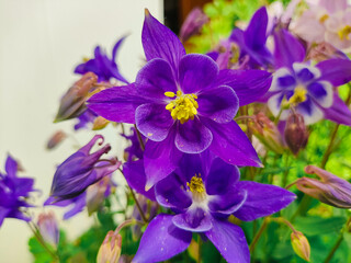 Obraz premium bell flowers. Close-up of bluebells in Epping Forest. Natural background. blue and purple bell flowers.