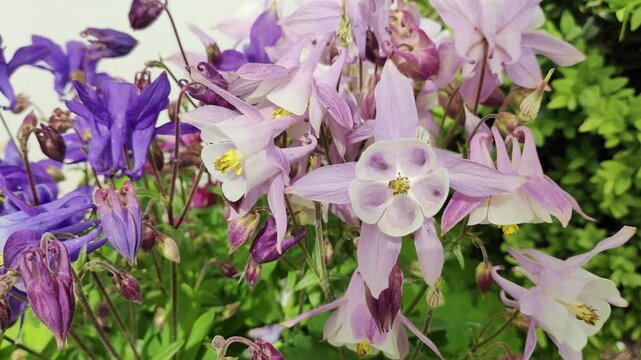 bell flowers. Close-up of bluebells in Epping Forest. Natural background. blue and purple bell flowers.