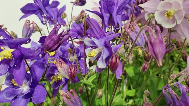bell flowers. Close-up of bluebells in Epping Forest. Natural background. blue and purple bell flowers.