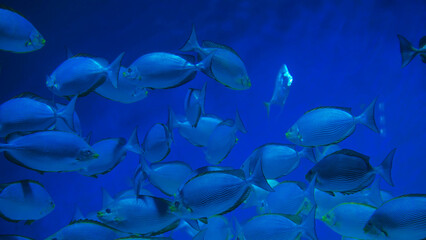 Fototapeta premium School of fish swimming in blue ocean water