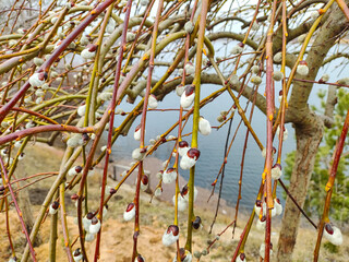 willow, shelyuga, Furry Catkins of willow close-up. March scene outdoors. Spring bloom of wild willows. Early spring nature. March. Willow on a branch, blooming willow in the spring park.