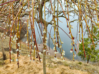 Fototapeta premium willow, shelyuga, Furry Catkins of willow close-up. March scene outdoors. Spring bloom of wild willows. Early spring nature. March. Willow on a branch, blooming willow in the spring park.