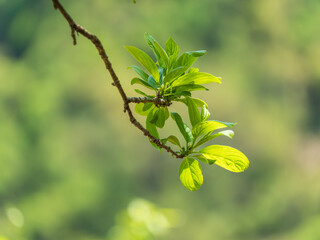 green leaves of a tree