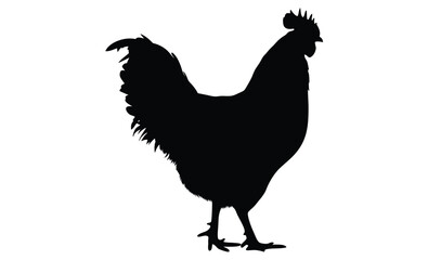 Chicken silhouette, Baby chick vector, Farm bird icon, Chicken on white background