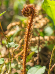 close up of a fern