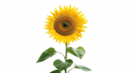 Fototapeta premium a single sunflower on a transparent background, PNG image, PNG file, Generative art.