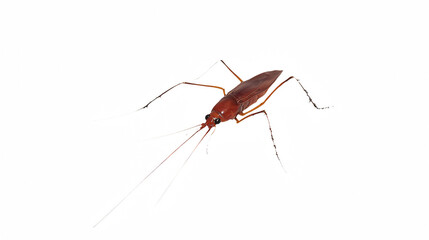 a picture of an insect on a transparent background, PNG image, PNG file, Generative art.