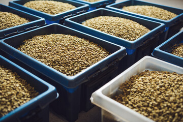 Sorting of Raw Coffee Beans in Colorful Containers Before Roasting Process Begins at Local Coffee Facility