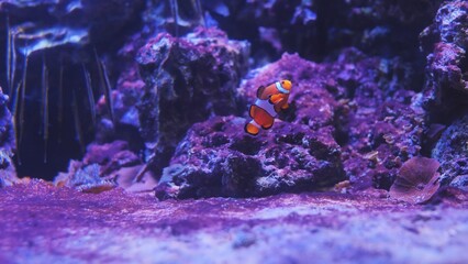 Fototapeta premium Ocellaris clownfish swimming in colorful aquarium near purple coral reef