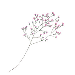 Single sprig of soft pink gypsophila with blooming flowers watercolor illustration isolated background. Hand painted baby breath flower. For wedding stationery, botanical journals, spa branding.