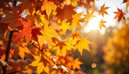 Autumn leaves glowing in sunlight