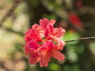 Fototapete Rund red azalea © 佳灵 徐