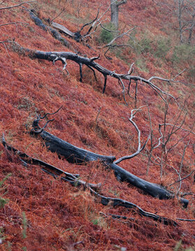 Burnt trees lying on a colorful field of red ferns. Landscape of a recovering land after a forest fire. Mountain hillside destroyed after human caused fires. Asturias, Spain.