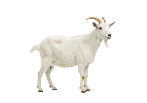 goat on white background