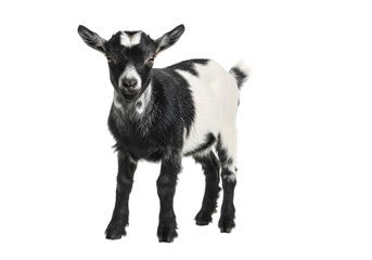 goat on white background